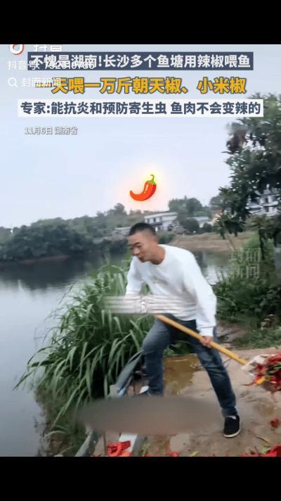 “人怎么能这么聪明！”湖南长沙，一男子见有商户低价销售辣椒，而他刚好有几个鱼塘，