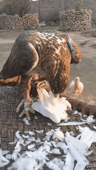 “大傻鸡”的由来或许就源于这只鸡。老鹰在吃完它的同伴后，接下来便要对它下手。在现