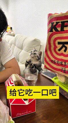 这段视频我翻来覆去看了好几遍，实在是有意思得很。主人坐在桌边吃肯德基，旁边的小猫