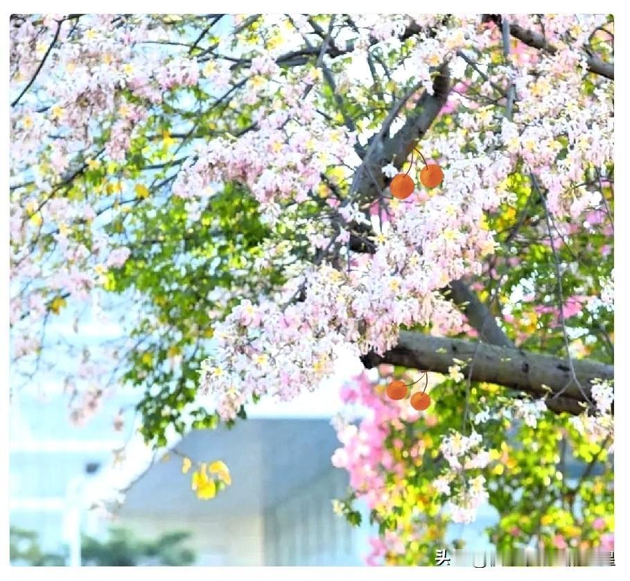 被单位通知：要退13万公积金，还是按最高标准！我整个人直接懵了。这几年我按