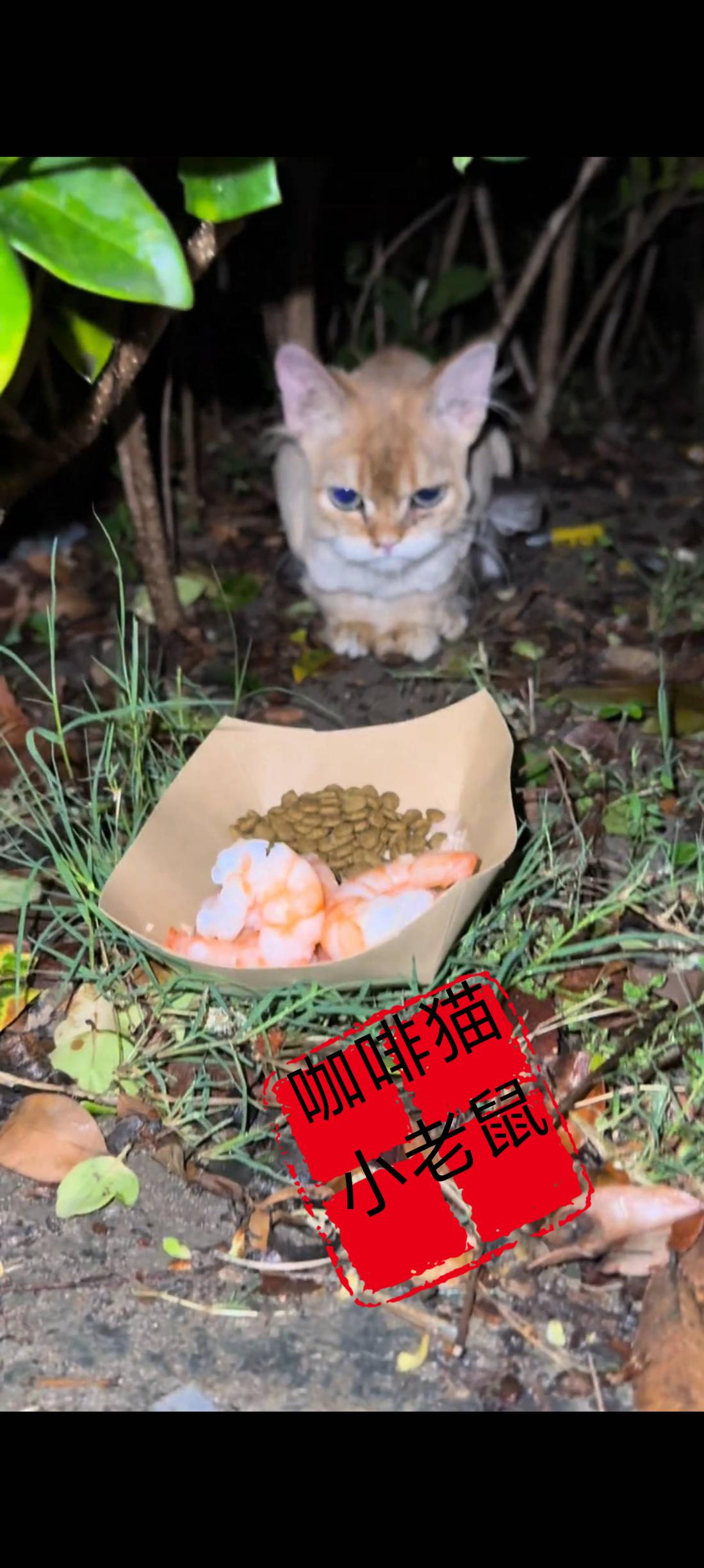 此时此刻摆在我们面前的这只流浪猫要的并不是食物，而是一个能够让他赖以生存的新家！