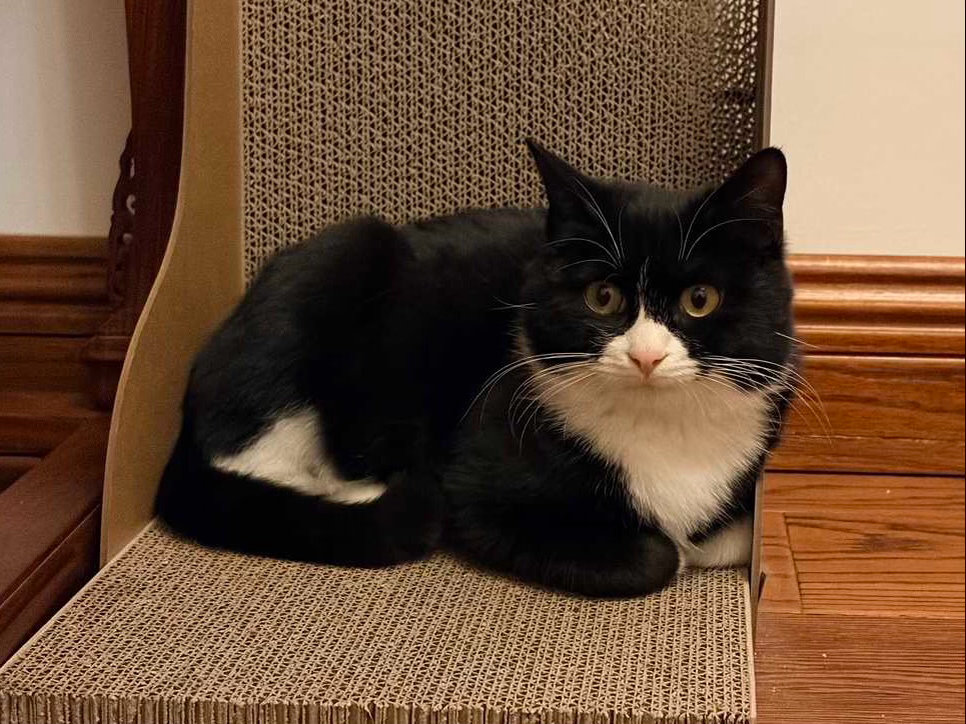 有时候我真希望我是个听不懂自己名字的笨猫小奶面包房奶粉投稿