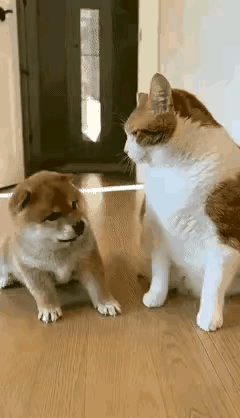 大花猫趁狗妈妈不在，竟朝着小狗头上狠狠揍了几拳。就在这时，狗妈妈听到声响，