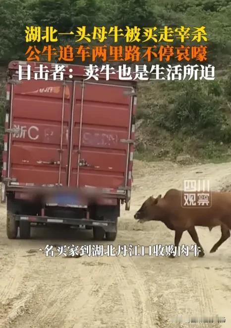 破防了！湖北公牛狂奔一公里追别离母牛，土路上的深情看哭众人！5月8日清晨