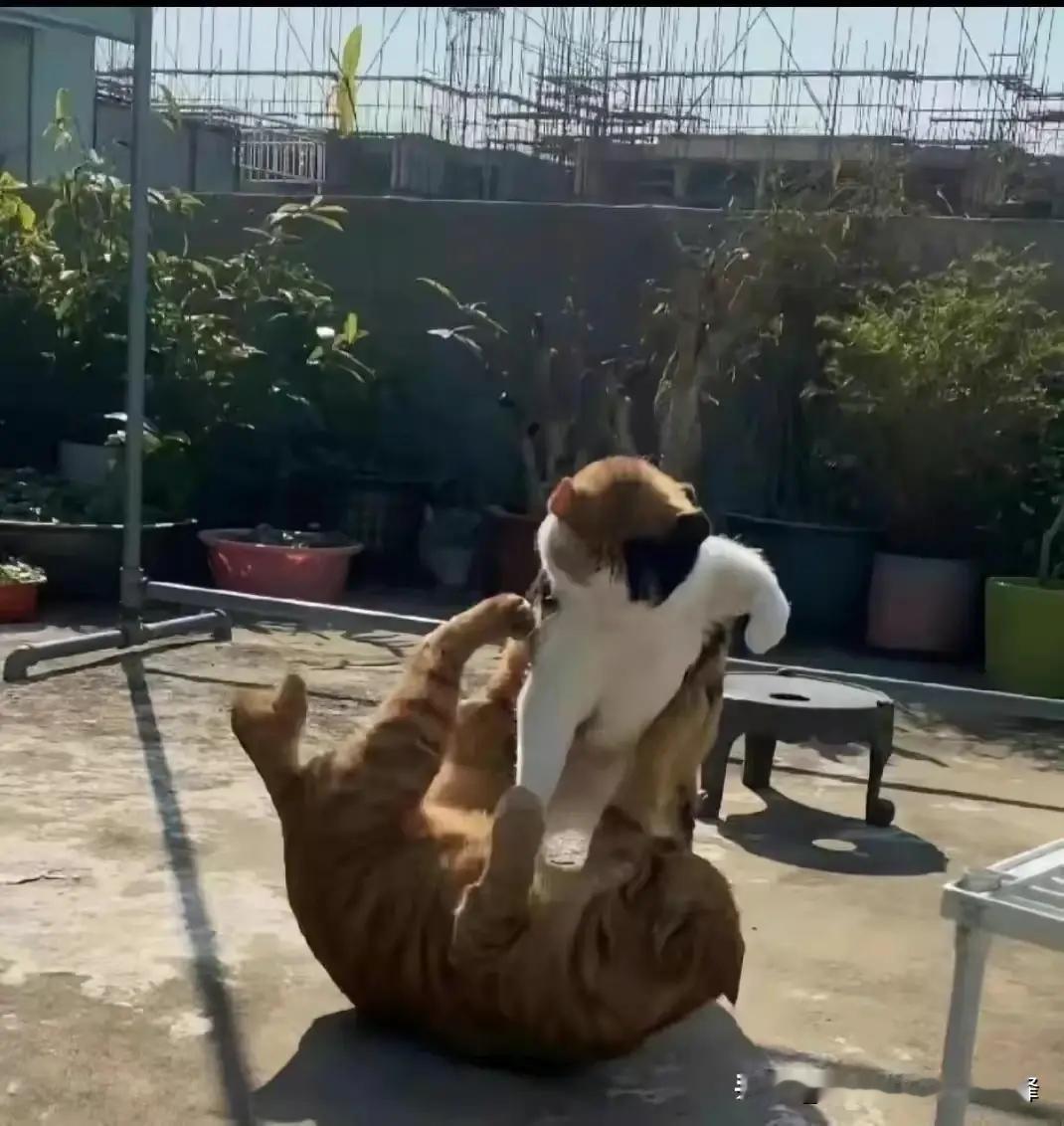 可爱猫猫收集！[大笑]​​​