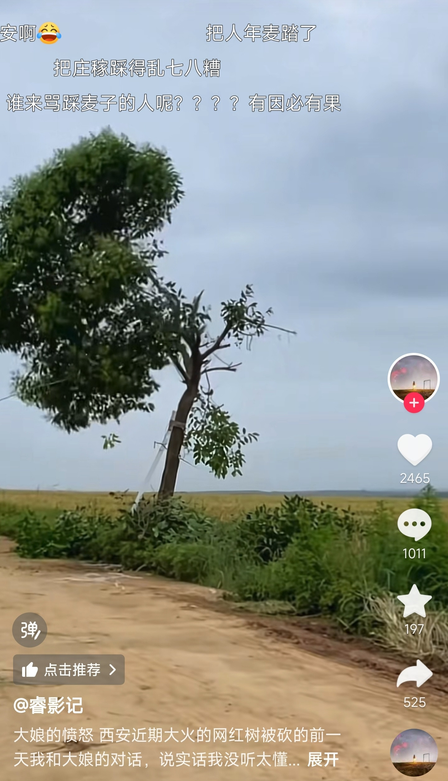现在有些人真是闲的蛋疼。蓝田县那边有块麦地，麦地边上长了颗树，让人拍了发到网上，