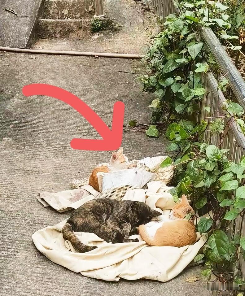 科学的尽头是玄学吧！我们楼下有对老夫妻，喂养流浪猫已经十多年了，老爷子说，他