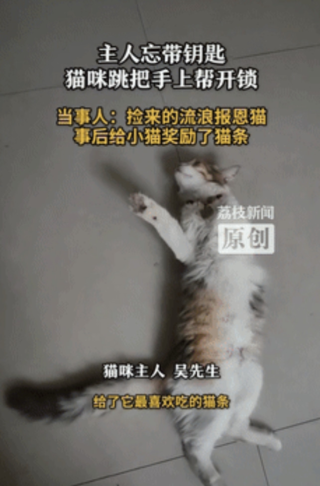 “真成精了？”重庆一男子回家忘记带钥匙，便试着叫了下屋里的猫咪，让它帮忙开下门，