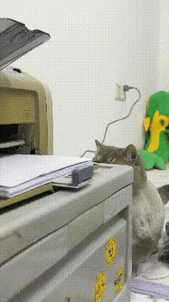谁懂啊！现在的猫咪好奇心真的直接拉满，妥妥的成精现场！瞅瞅这只可爱的蓝金渐