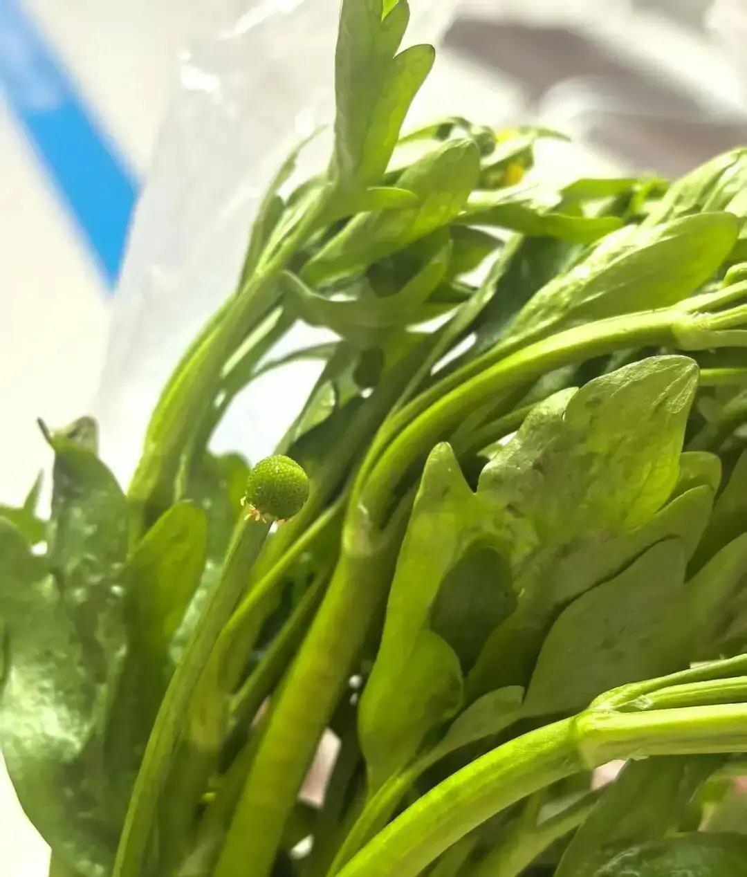 杭州余杭，踏青采回一把“野芹菜”，女儿刚多嚼几口，咽喉瞬间火烧般灼痛，紧急送医才