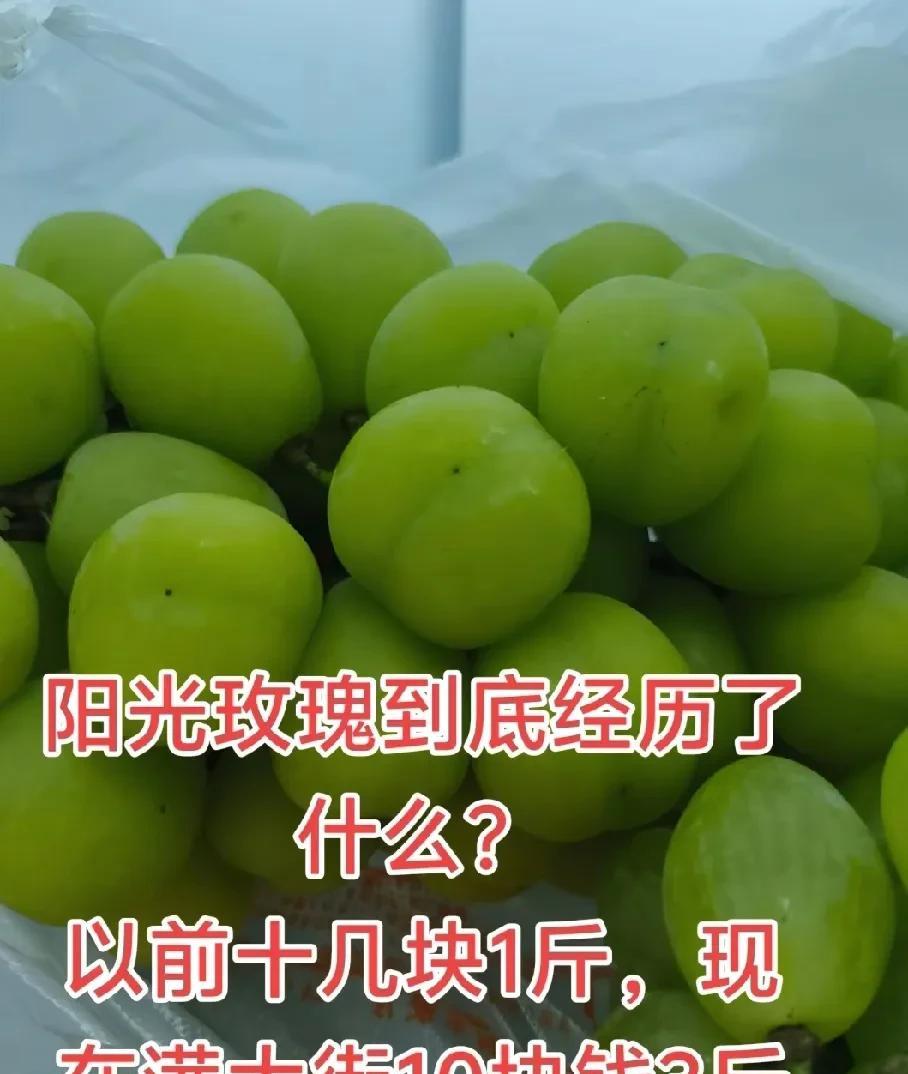 阳光玫瑰已经彻底跌落神坛，甚至连当地的普通葡萄的价格都赶不上！长相丑陋，颜色不