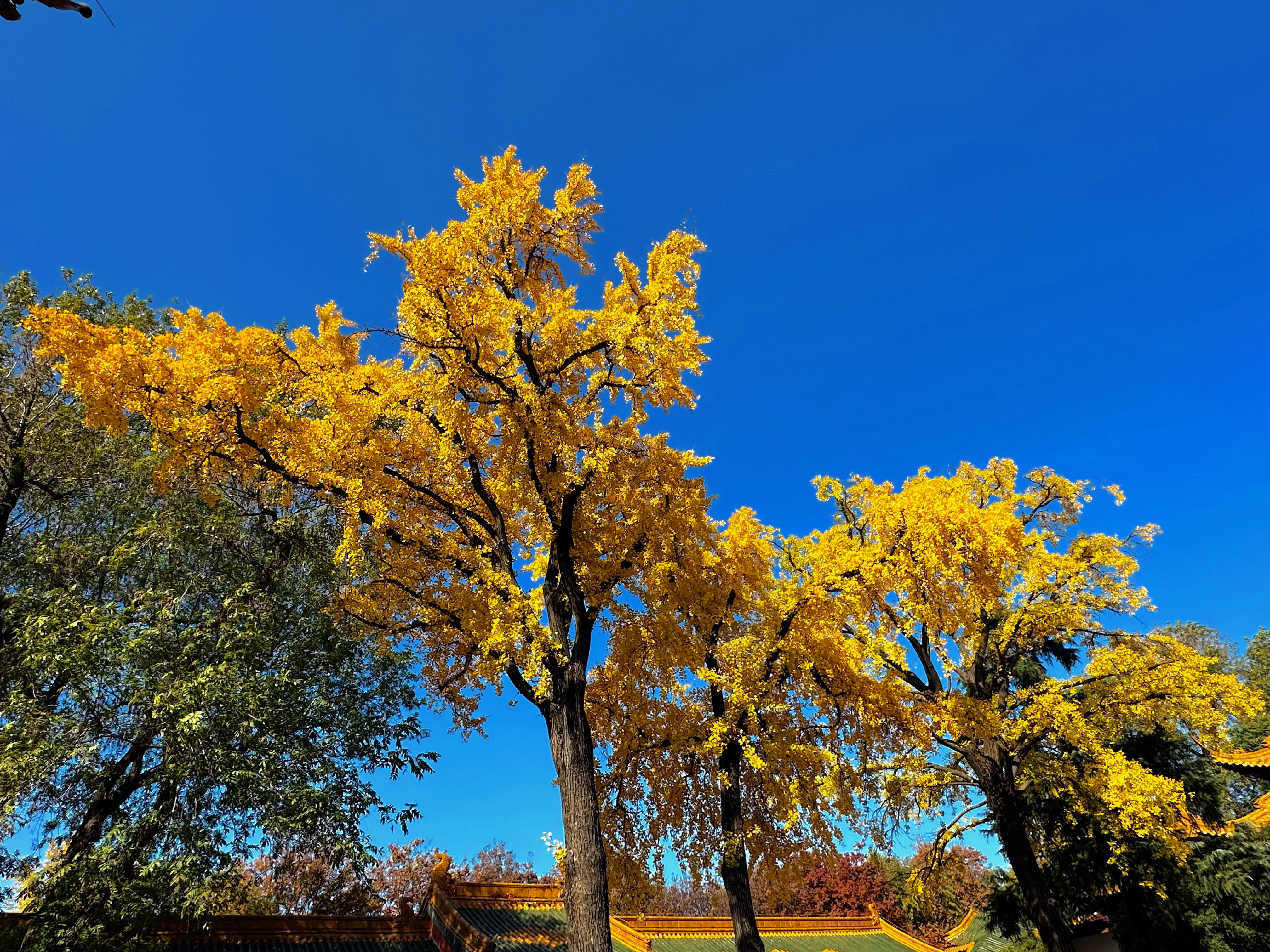 生活不论好坏，每天都是限量版，永远乐观自信，永远积极向上，别让世俗，淹没了生活的