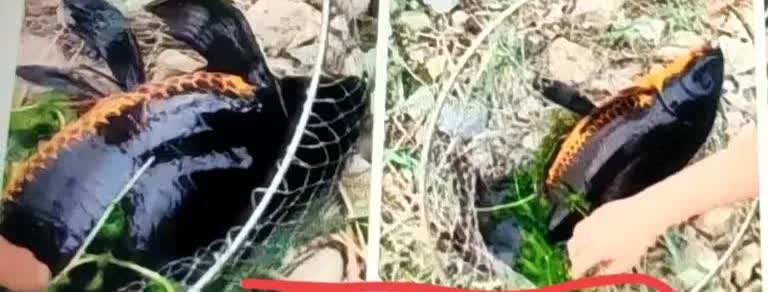 今儿个下河钓鱼，正等着呢，就瞅见浮标猛地往下一沉。我赶忙扯竿子，嘿，拉上来个怪东
