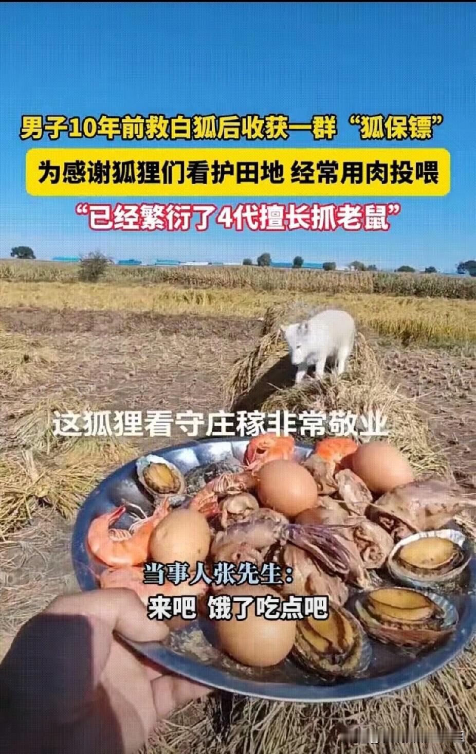 2014年，黑龙江五常张先生，在山上救了两只受伤白狐，伤愈后的白狐，被放归，白