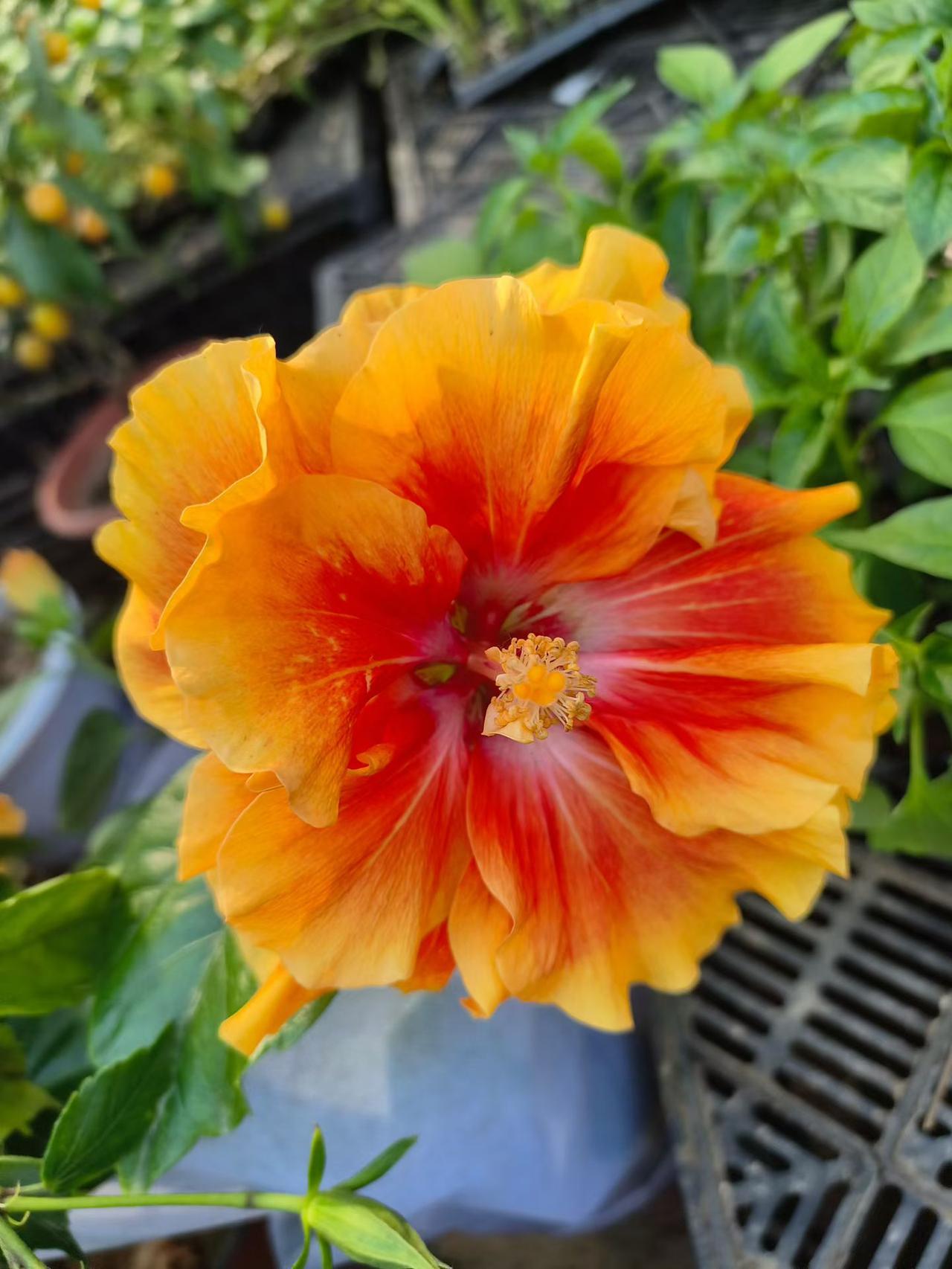 我从不和婆婆吵架，吵赢了，别人说你目无尊长，吵输了，自己心里憋屈