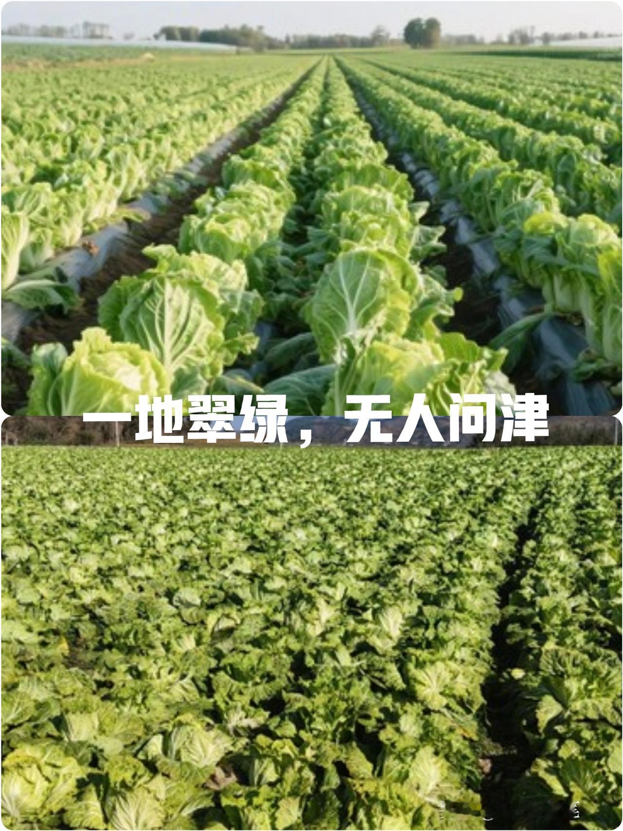 河北康保1.1万亩白菜趴地里，农户：正谈定金时，消息曝光，商贩转身全走了！