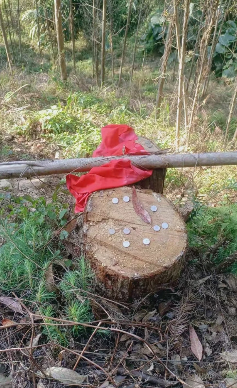 广西梧州，有一位村民上山挖药材，在一片桉树林旁边的空地上，发现了一棵松树被人锯断