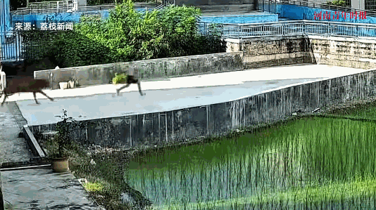 2025年8月广东，一男孩在村里玩耍时，一头牛突然因为天气炎热而“发疯”，小男孩