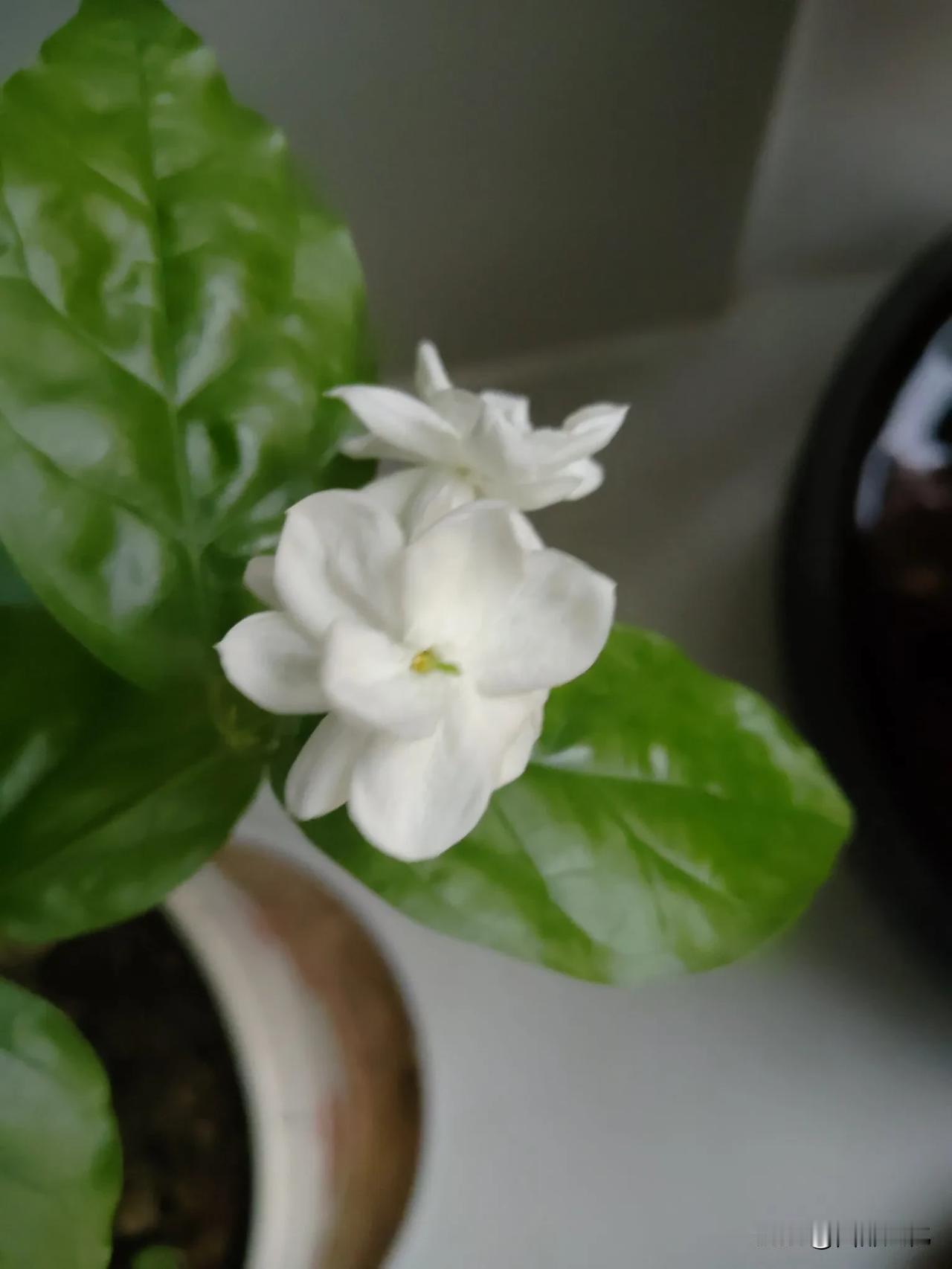 茉莉花开在盛夏，茉莉花开了，清香四溢，就是那个茉莉花茶的香。可惜，它的完全开
