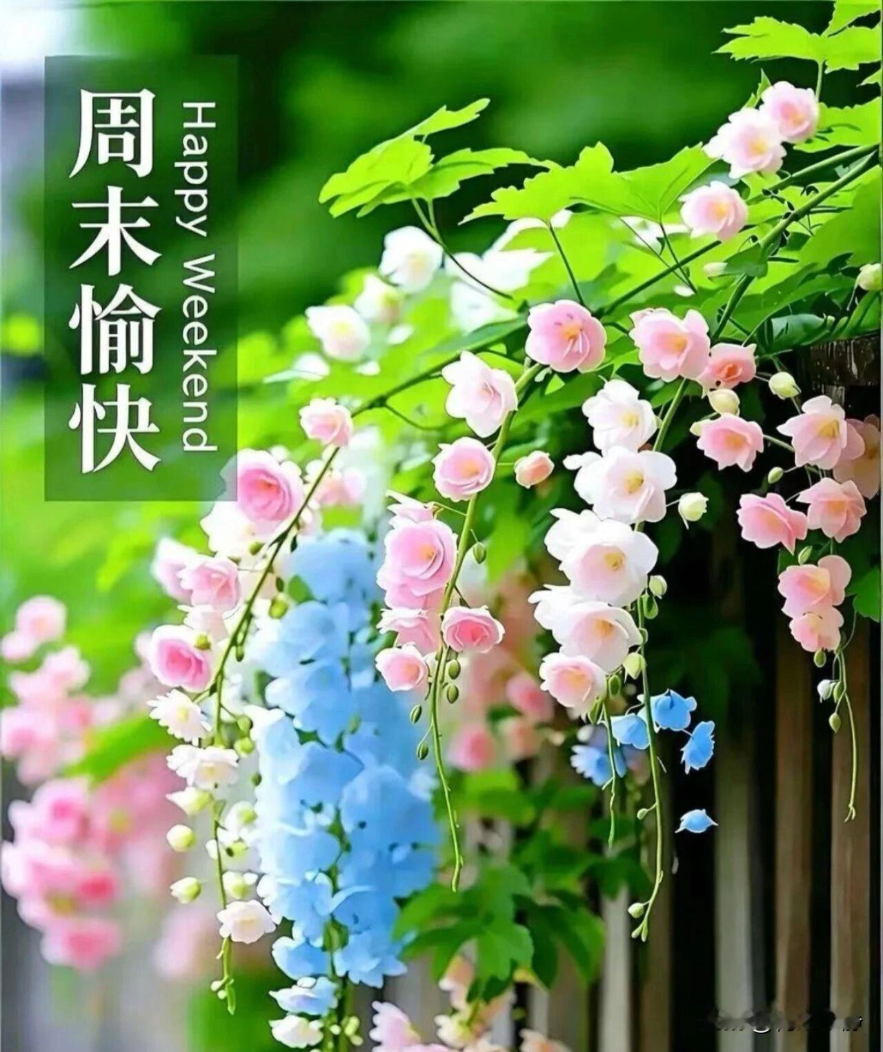 🌼²⁰²⁶/₀₅.₁₇ᵕ̈浅夏安康·温柔寄语🍃🌸☕️🍃清风入浅夏，