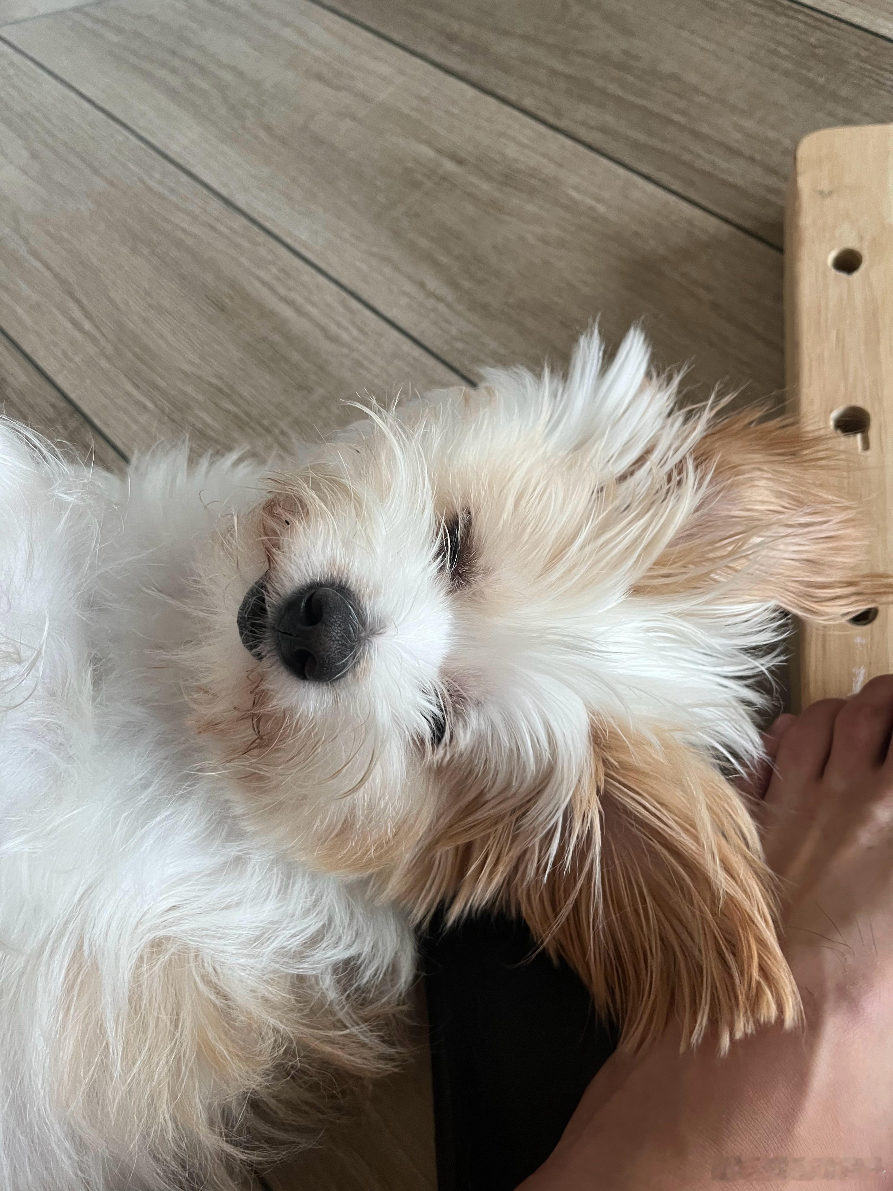 狐媚妖术！​​​