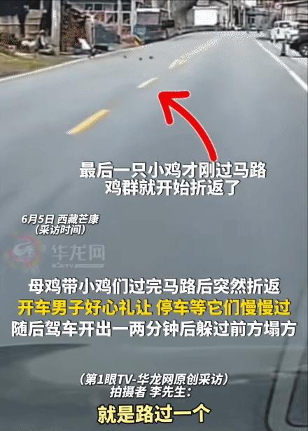 “太巧合了！”西藏芒康，一位男子好心停车让行鸡群，本以为只是耽误片刻行程，可就在