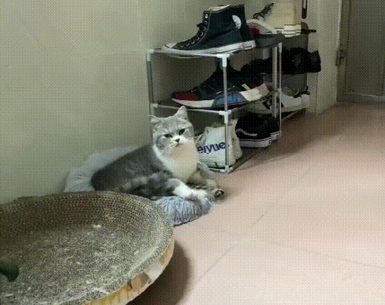 猫咪起床的仪式感太强了