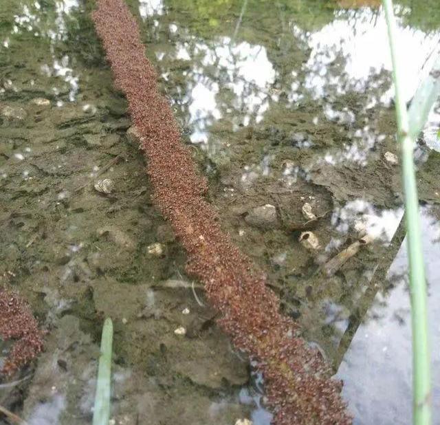 6月18日，福建水库突然涨水，整片蚁穴瞬间被洪水淹没。谁也没想到，渺小的蚂蚁，上