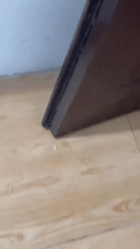 猫猫的秘密集会点~