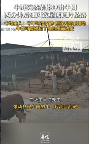 “太不可思议了！”据荔枝新闻6月11日报道，河北邢台一家养牛场里，原本安安静静