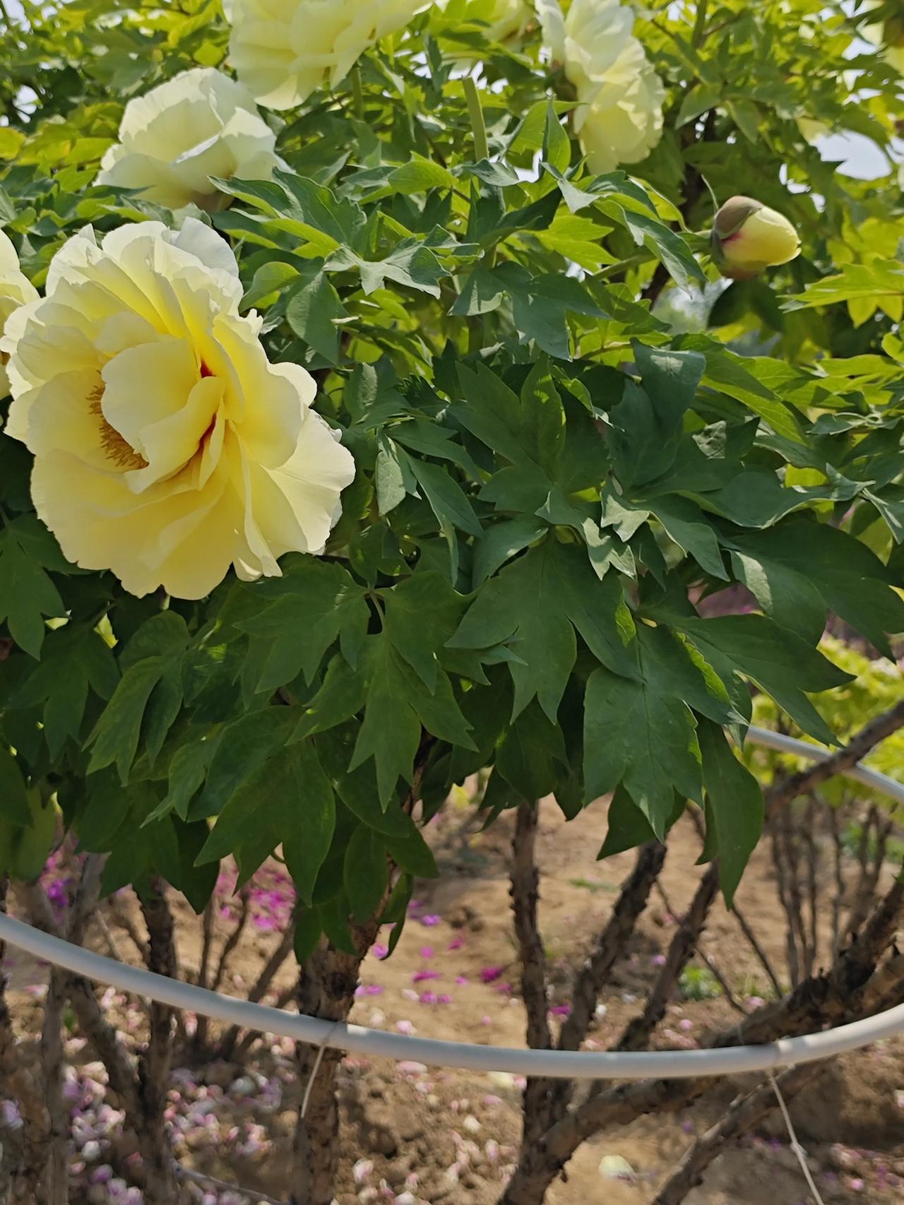 晨访曹州牡丹晓色芳郊锦绣丛，棚园错落麦田中。不依亭榭无奇石，老木天香沐