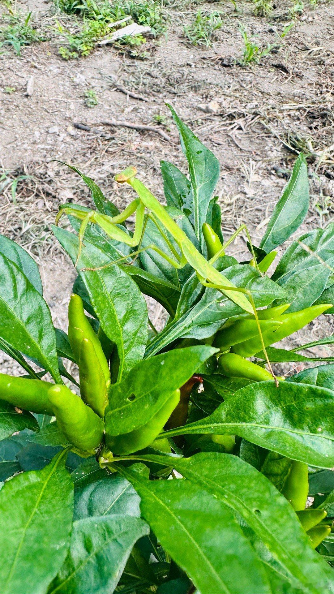 丰收的喜悦，难以言表。站在辣椒🌶️丛中，看着满目的绿色和火红的果实，心中的满足