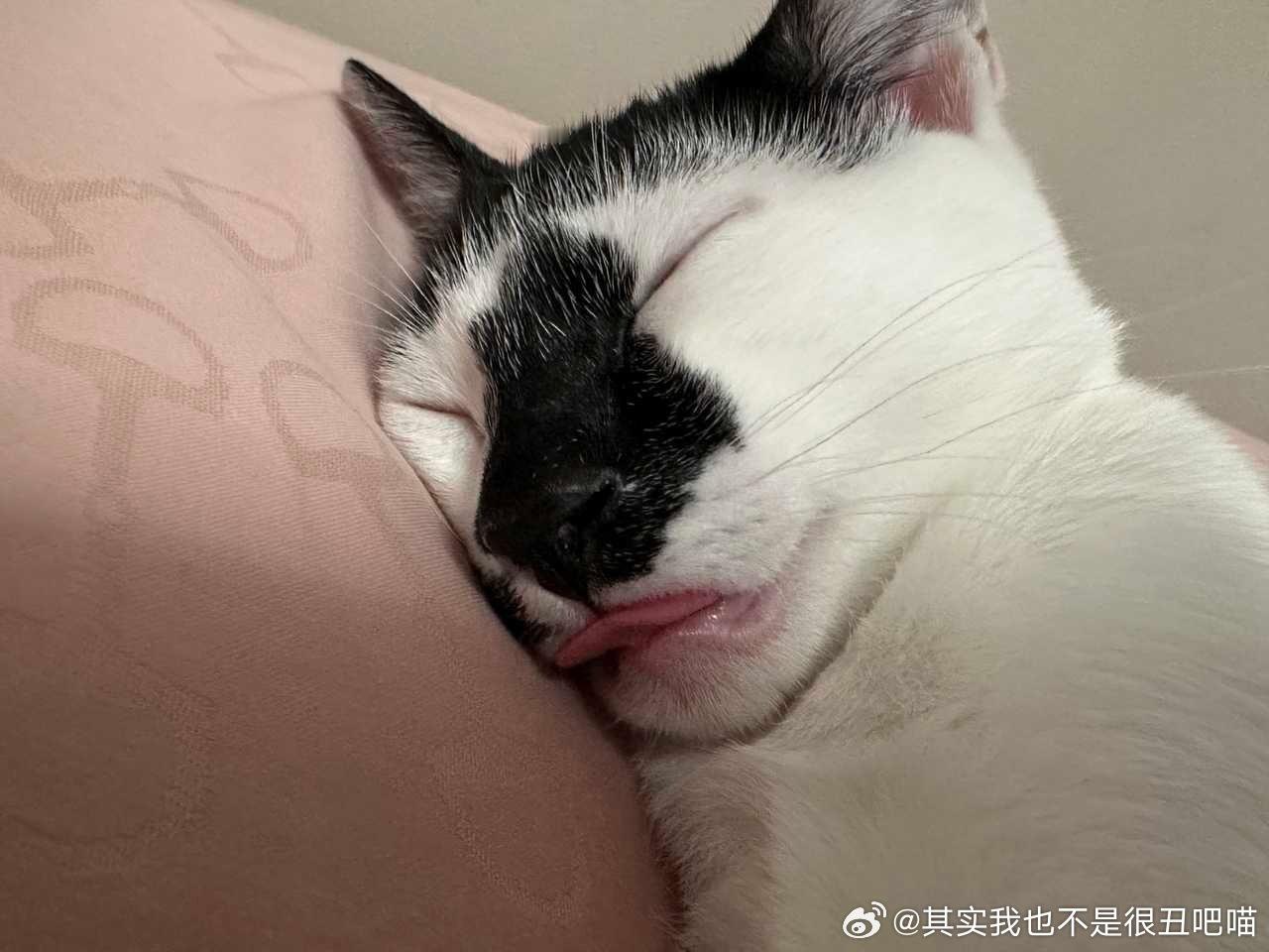 50615【丑猫】48518的小流浪变成三个月5斤多的。。。。。【丑猫】还是上面