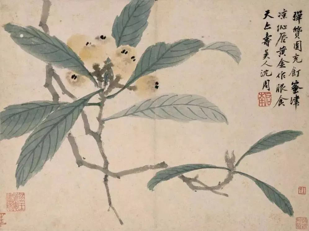 明沈周花鸟画。沈周（1427—1509），字启南，号石田、白石翁、玉田生、有