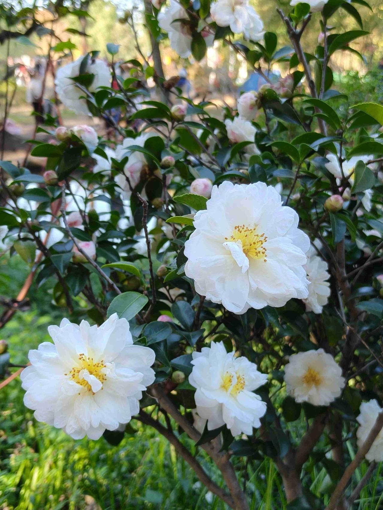 我的今日状态：😁轻松愉快我这里的天气：🌤️多云