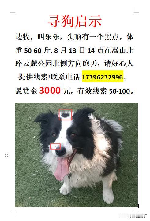 郑州的小伙伴请注意，如果你见到这条小狗狗，会有3000的收入。朋友的朋友的爱