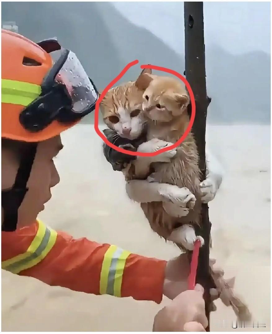 看着消防员救下那只流浪猫，我一下子破防了。洪水涨得那么快，那棵细树苗被冲得直
