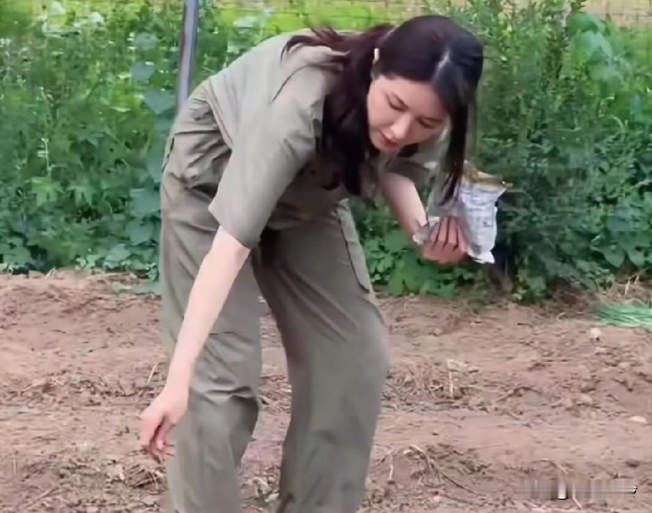 曾黎回老家种地去了，看女演员一天高质量忙些什么，锄地，浇水，摘玉米，摘空心菜自