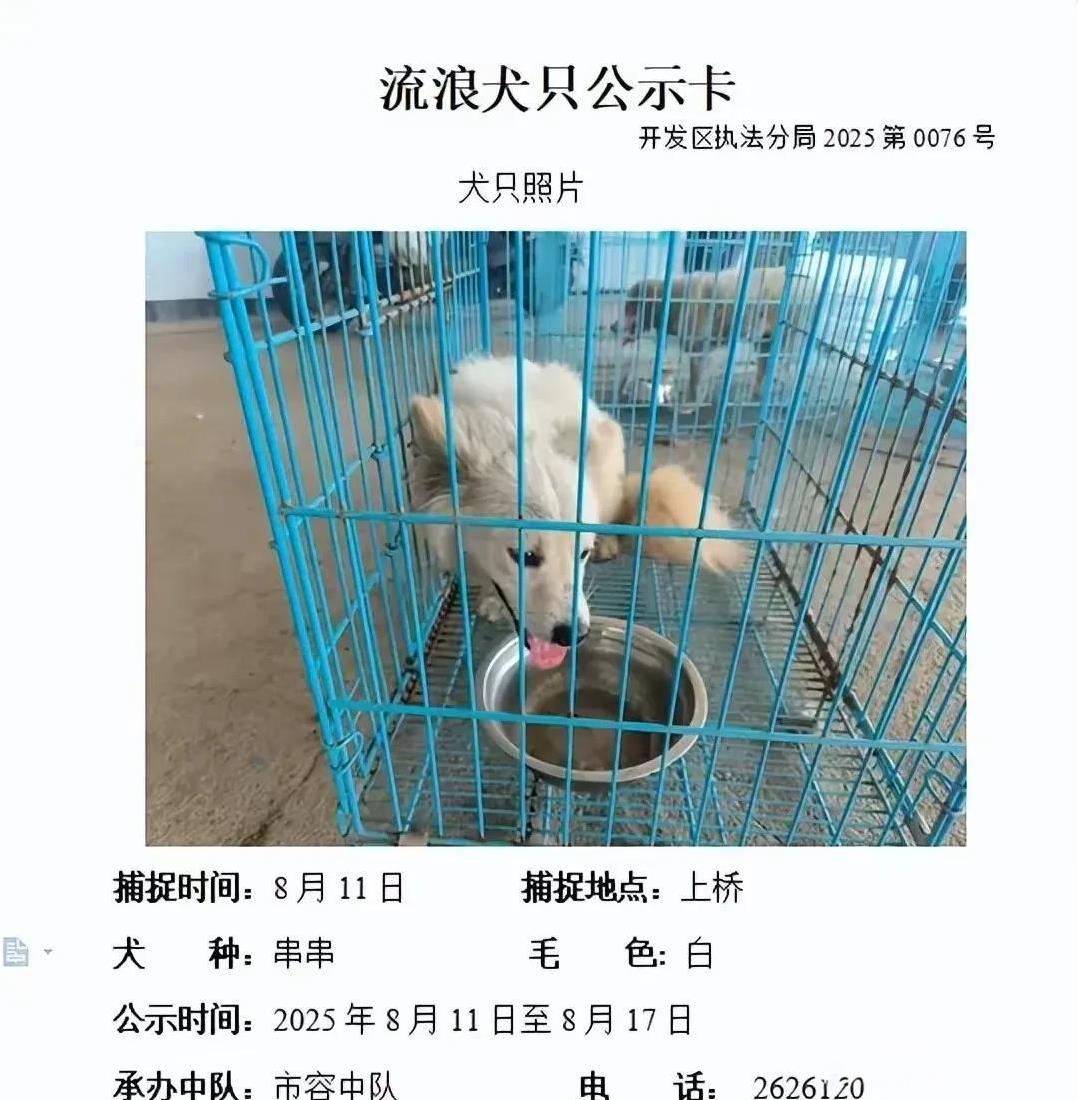 把流浪狗抓起来，放在笼子里，只等七天时间，找不到主人就安乐死！这是浙江某个区流浪