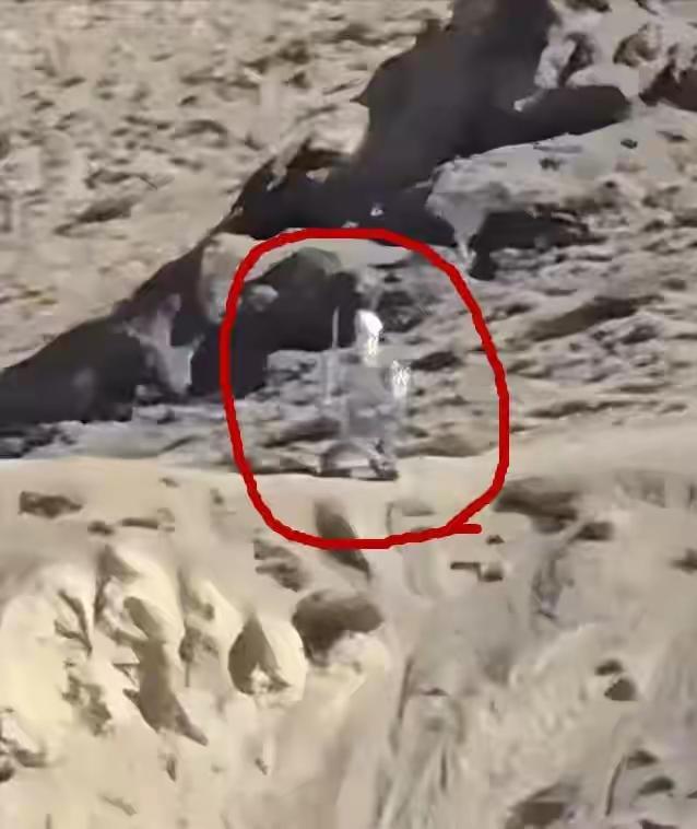 印:阿中问你个事中:咋的了老三印:说好的一起巡逻你家咋搞个机器人巡逻中