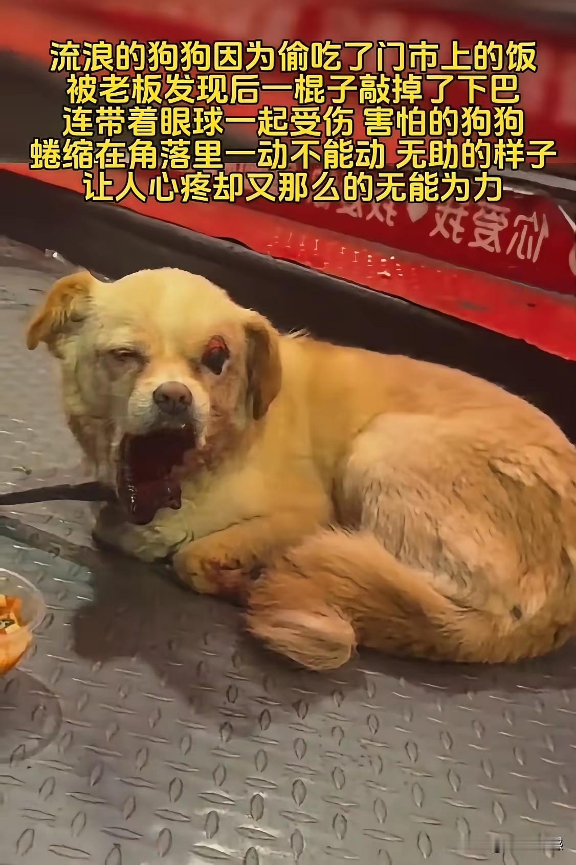 打狗的人，是如何下得了手的，一只可怜的流浪狗，只为了讨一口饭吃，被打成了这个样子