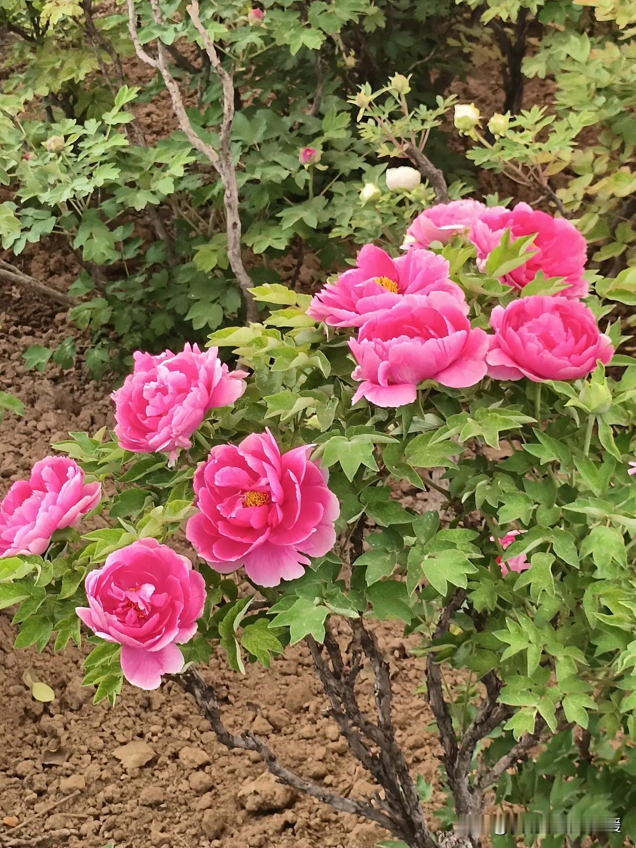 山东济宁机关事业单位退休，40年工龄，养老金8800元，生活䃼贴，住房䃼贴加上1