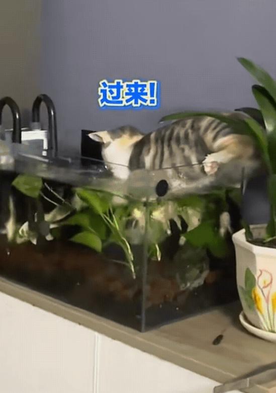 “成精了！”10月11日报道，江苏一名网友养了一只狸花猫，结果这天他下班回家却发