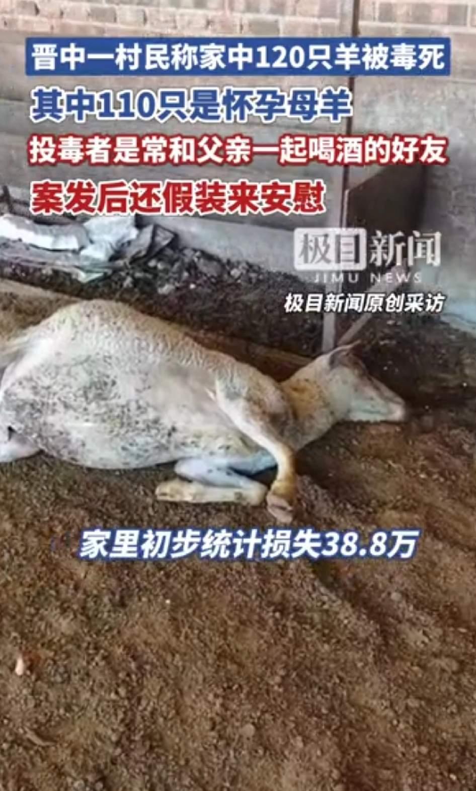 山西晋中，12月2号那天，老赵跟往常一样去地里放羊。没成想，羊群突然跟中了邪似的