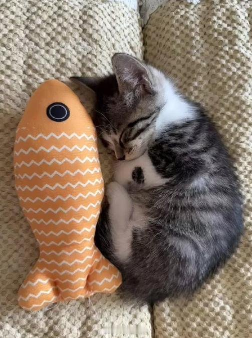 猫猫也有它的阿贝贝​​​