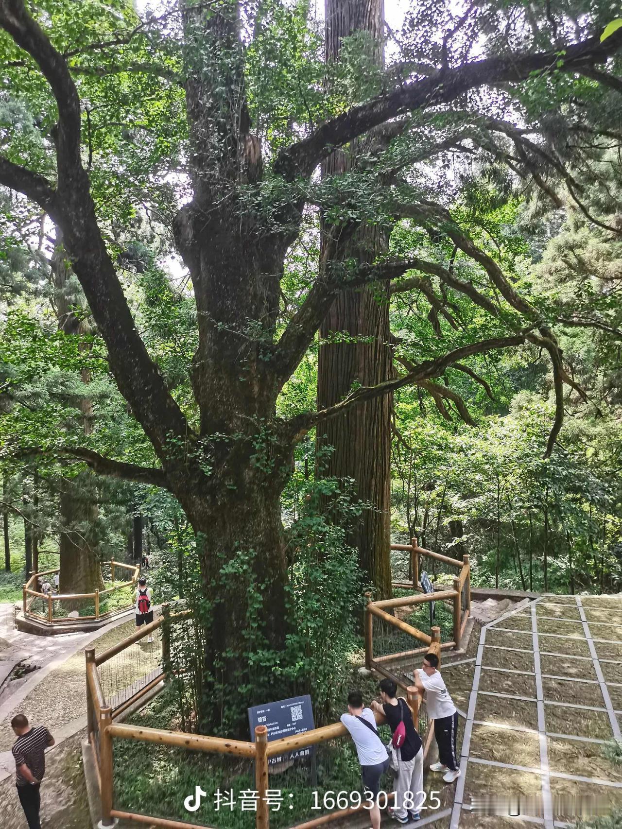 庐山行足踏庐山随欲行云里雾里看仙境奔泻瀑布千丈落静幽深处通花径神话传