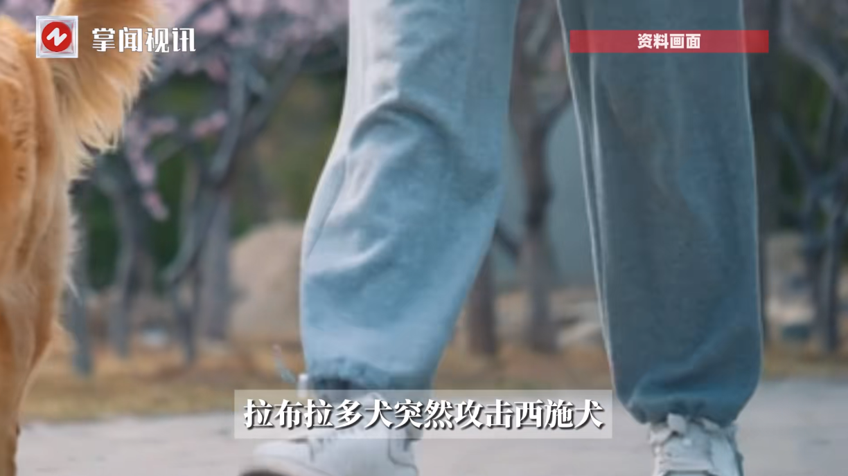 “大快人心！”2025年6月，新疆乌鲁木齐，一居民牵着自己的大型拉布拉多出门遛狗