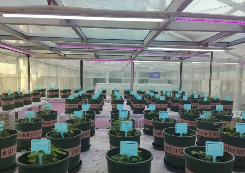 我读博时，有位导师曾说，不愿意招那种有工作经历的人读博士，在职的就更不愿意。我问