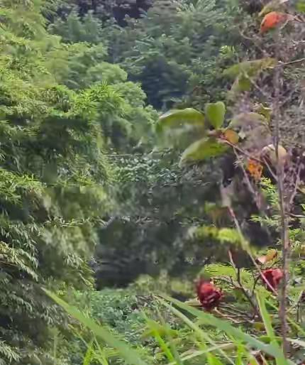被自己带的绳子缠住脖子死亡！一哥们儿上树掏蜂蛹，绳子绕脖子意外身亡。树高二十