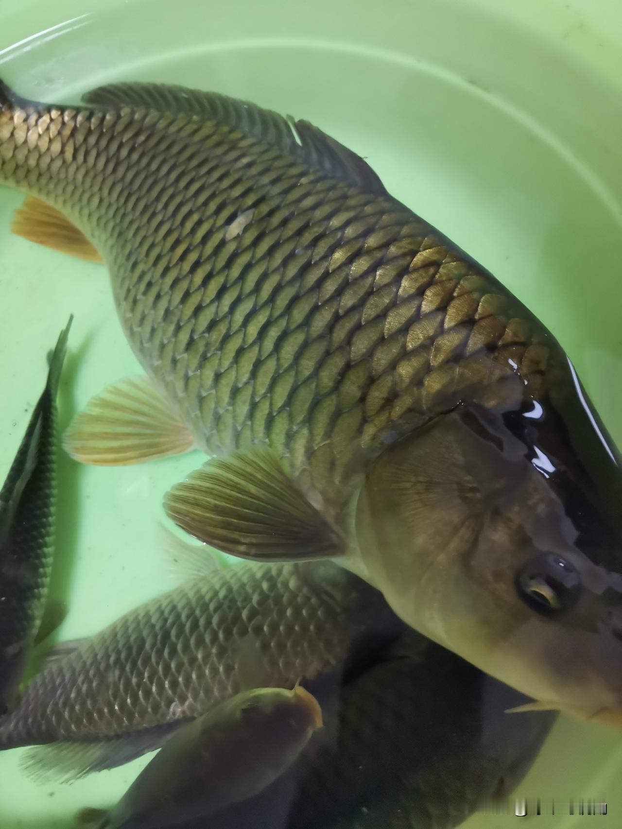 分享我这周有趣的事：有没有成都钓友？最近去锦江，也就是府南河钓过鱼吗？是不是都空